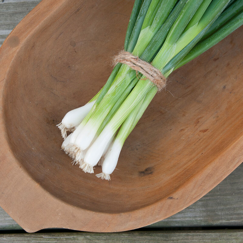 Green onion cutter NC-2