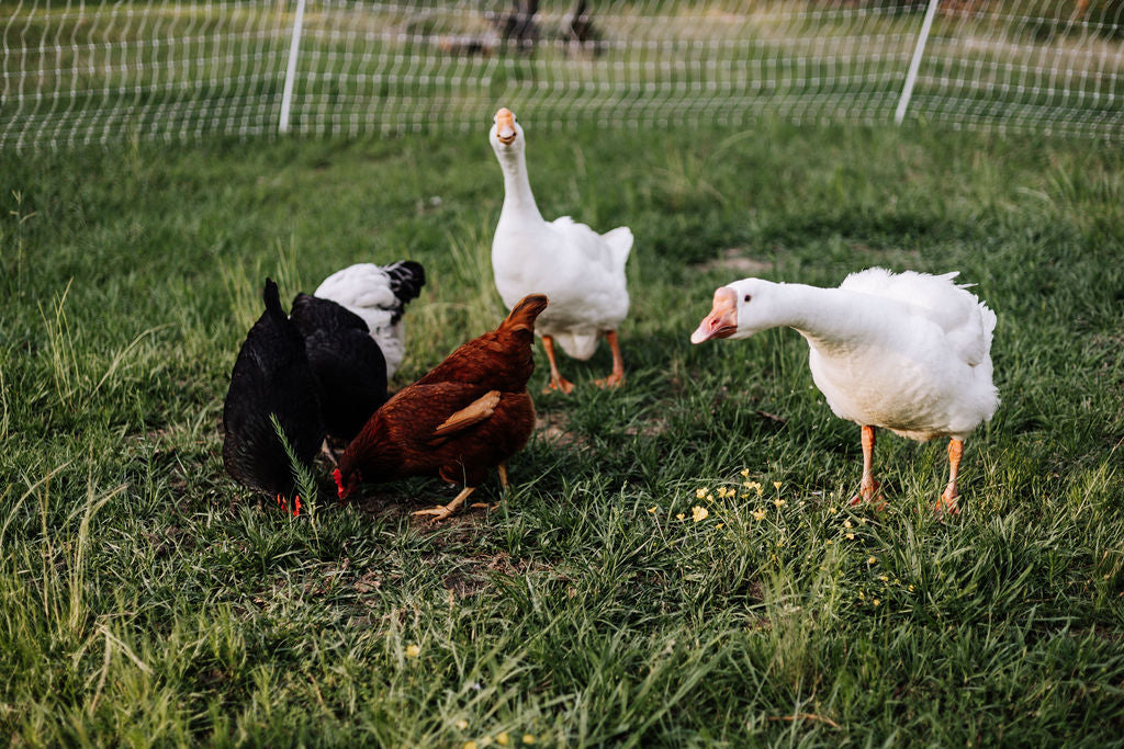 Cracking the Code: The Journey to Healthier Eggs Begins with Understanding Labels