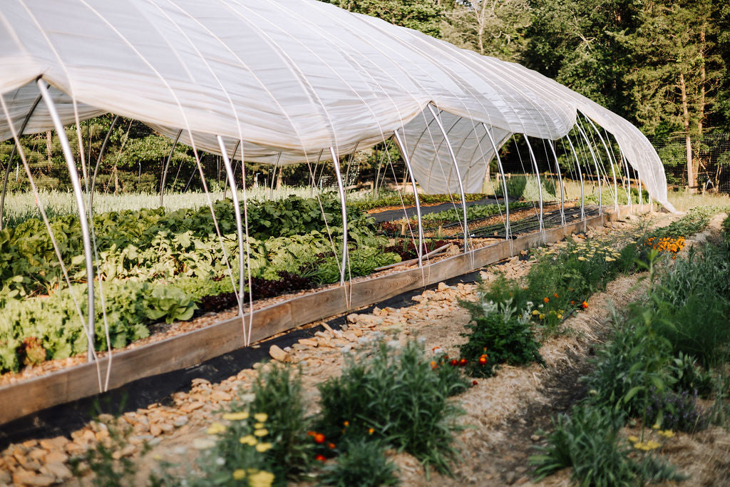 Glorious Greens Farm Featured in Columbia Star