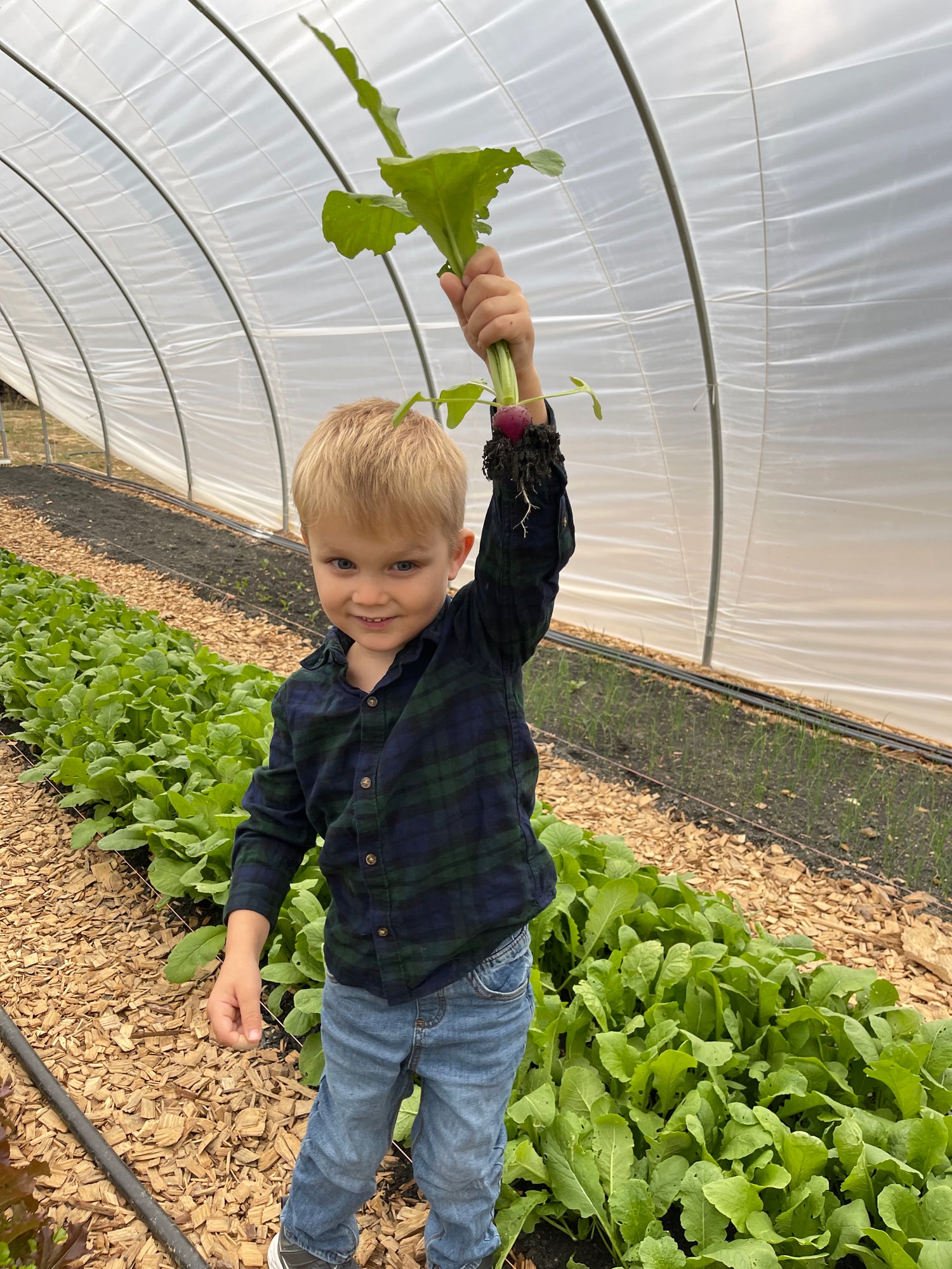 A young child, surprised and happy, harvesting a radish for the first time in his life! 